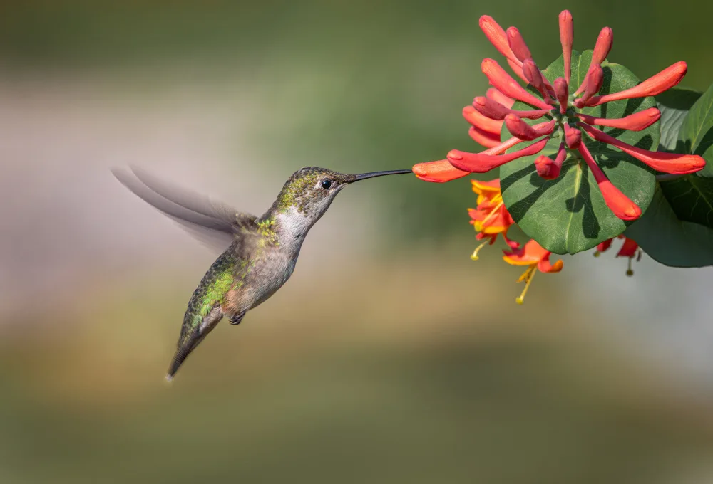 Fu, Molly: Colibrì