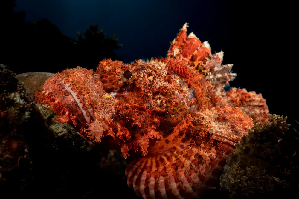 Melesan, Serge: pesce scorpione