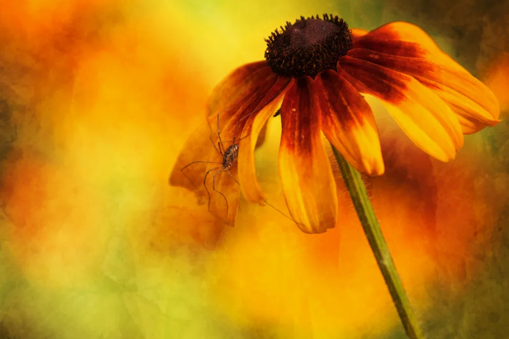 Cui, yang Xiang: Blume