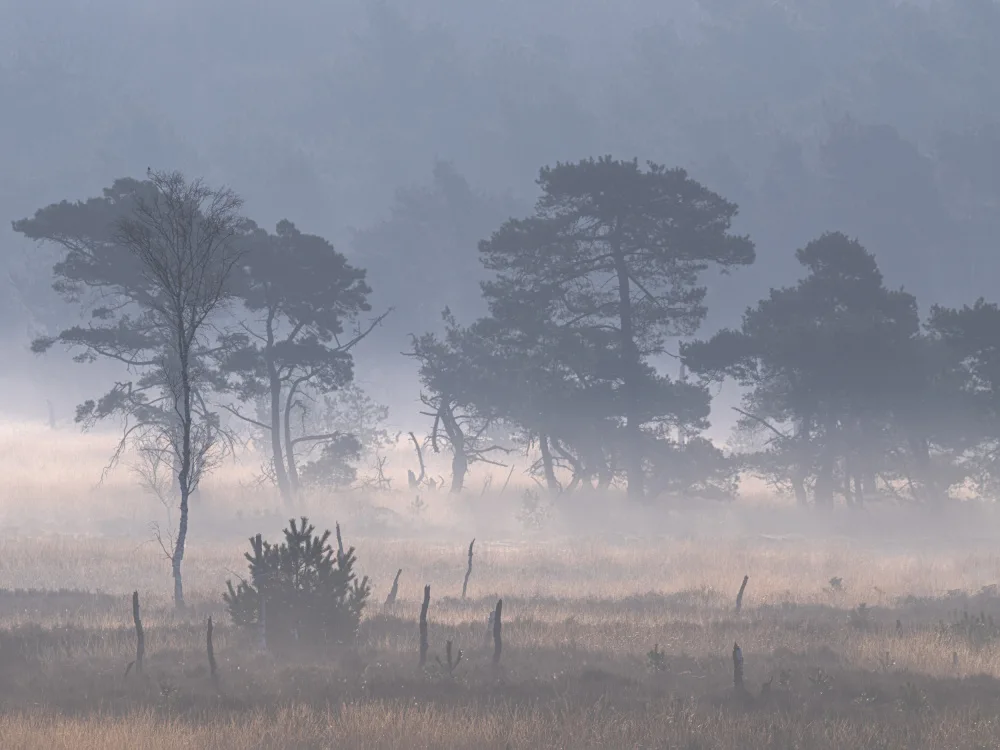Goossens, Henk: Kalmthoutse heide avec brouillard au sol
