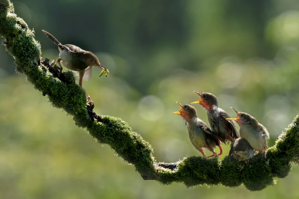 Widjaja, Sally: mis hijos tienen hambre