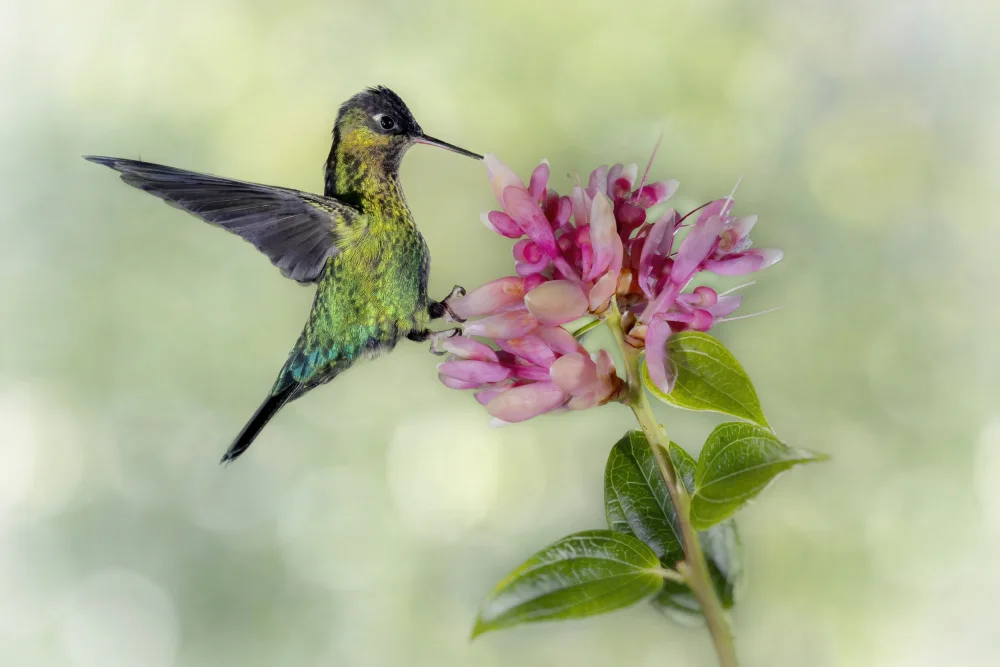 Lester, D Linda: Kolibri aus Costa Rica