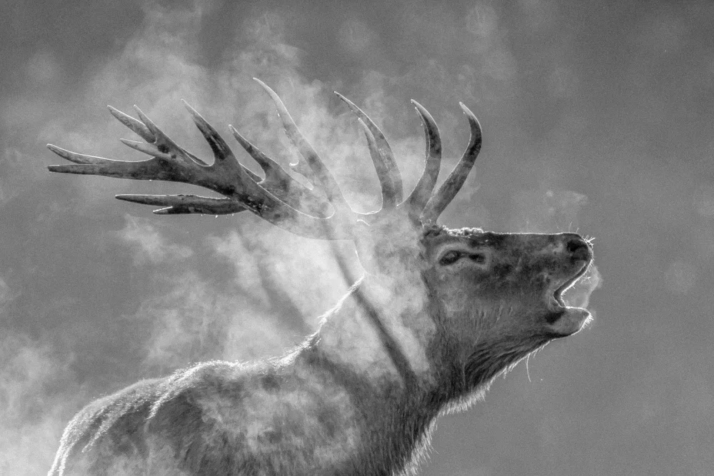 Šimic, Joško: Red deer
