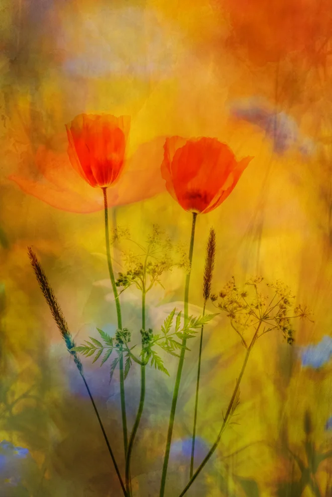 Lee, van Hilda: Blumig