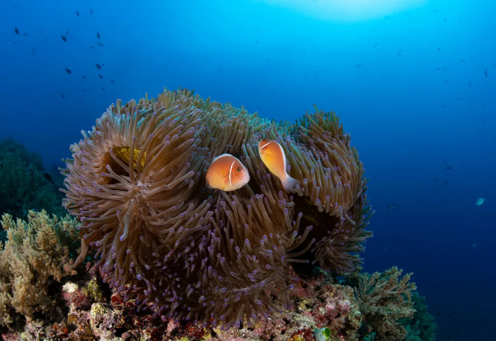 Lin, Y Ryan: anemone con pesce pagliaccio silverback