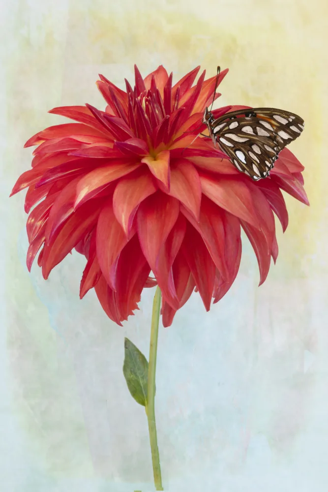 Lester, D Linda: Dahlienblüte und ein Schmetterling