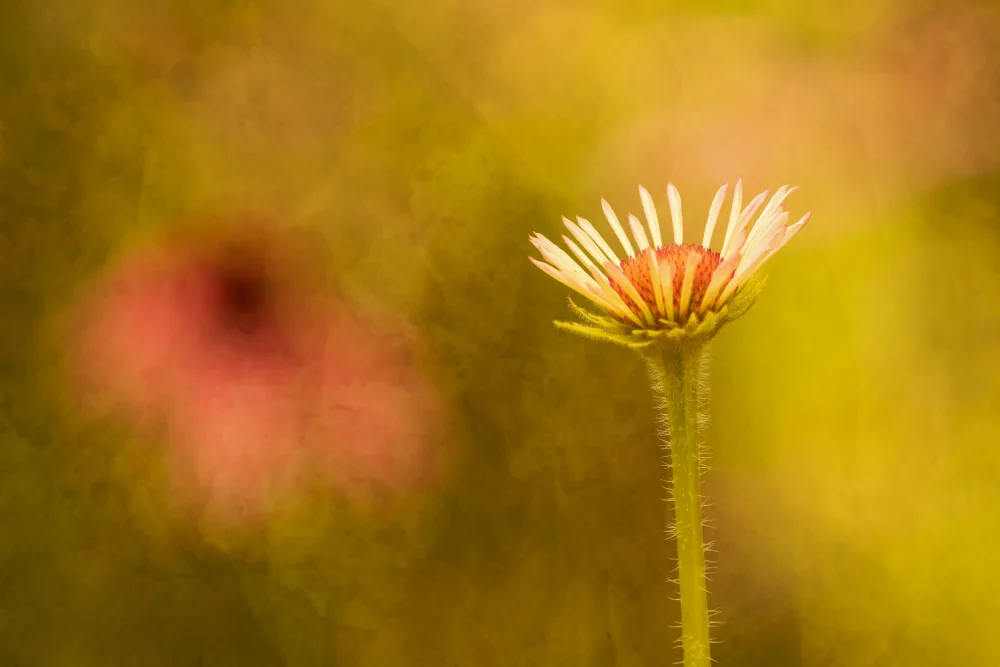 Cui, yang Xiang: Blume