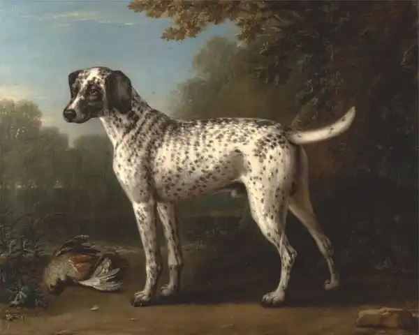 Wootton, John: A Grey Spotted Hound