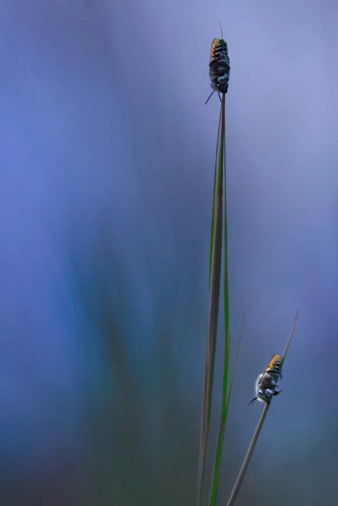 Oddƒeel: Sogna in blu