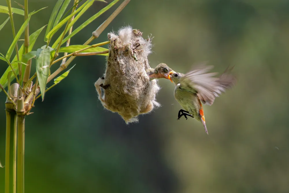 Setiadi, Ajar: feeding