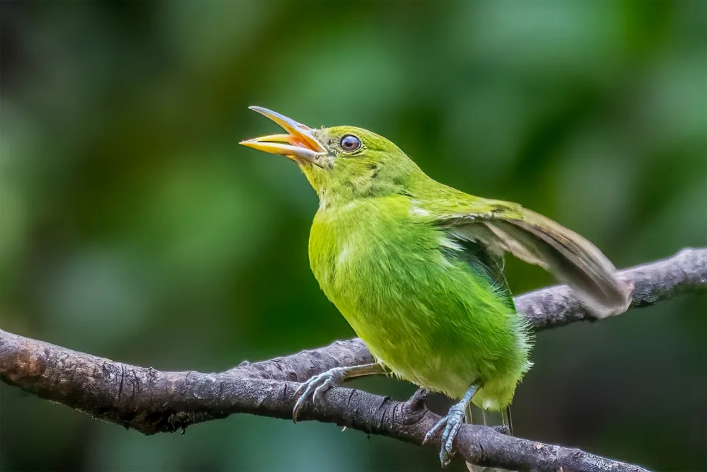 Lipinghu: Green Honeycreeper singt