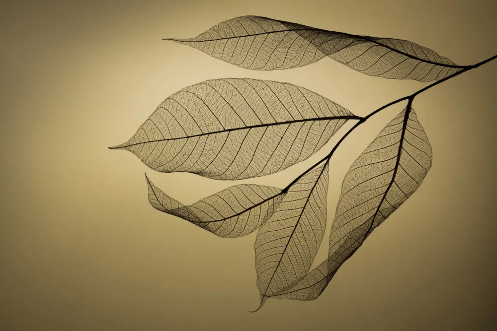 Kowatari, Shihya: Foglia