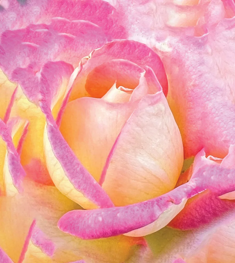 Kulkarni, Sunil: Rose City Rose