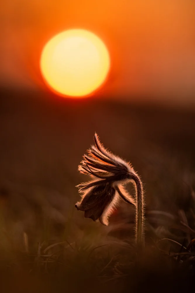 Šimic, Joško: Pulsatilla nigricans
