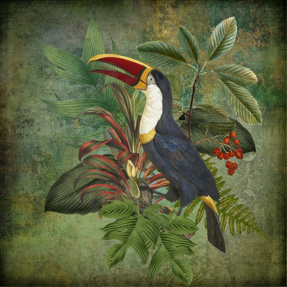 Haase, Andrea: Toucan
