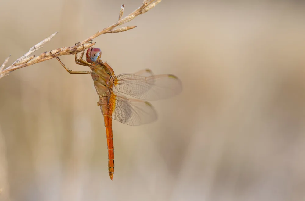 Juanjo: Libellula