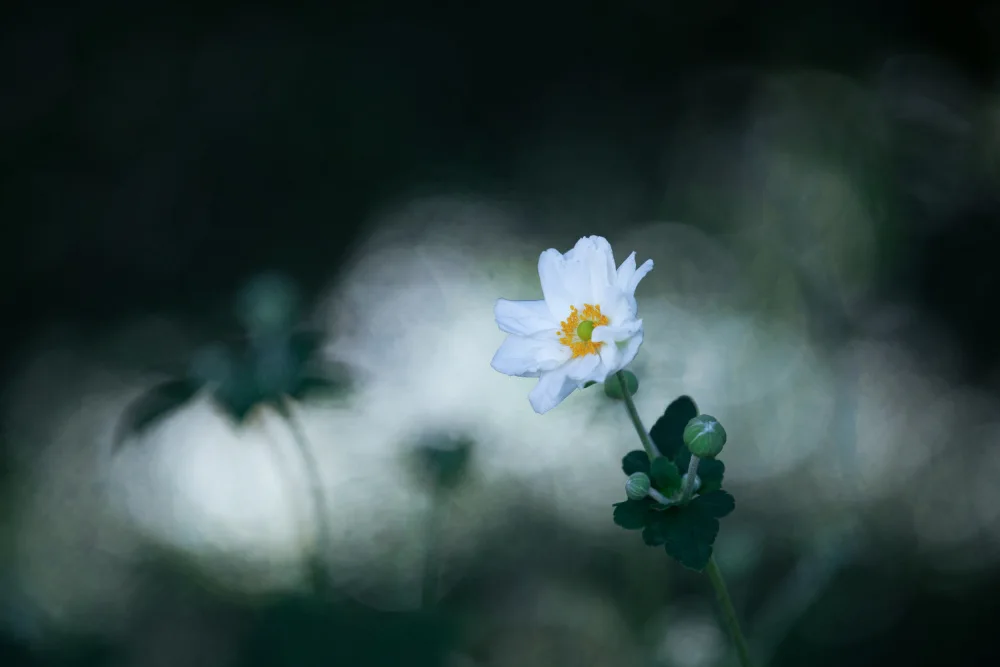 Cui, yang Xiang: Traumgarten