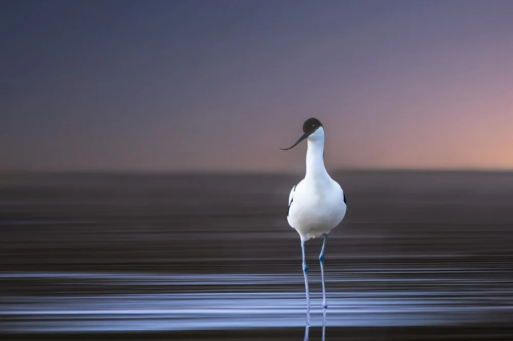 Engström, Erik: Avocet