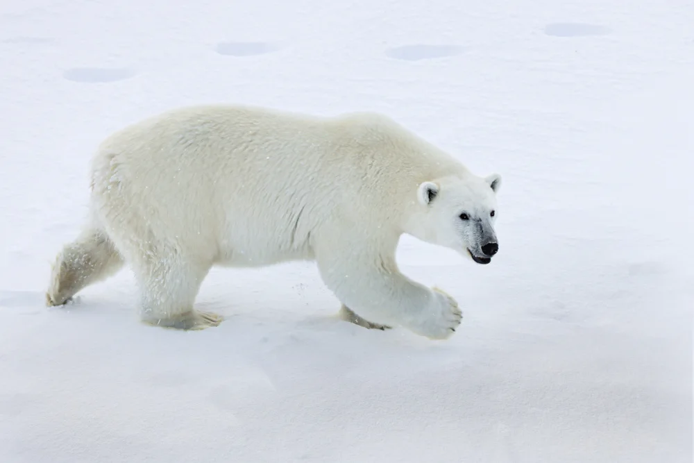 VéroniqueS: „Mein Eisbär“ -2