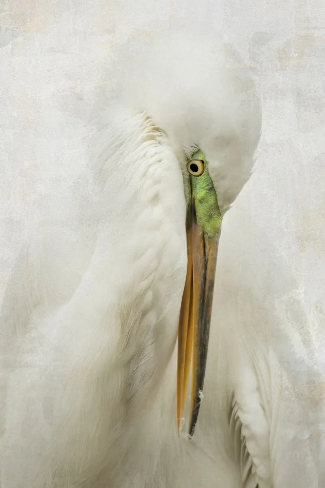 Lester, D Linda: Reiher-Kunst