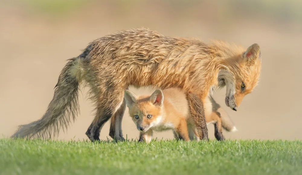 Lyu, Jinchao: Playing Under Mother