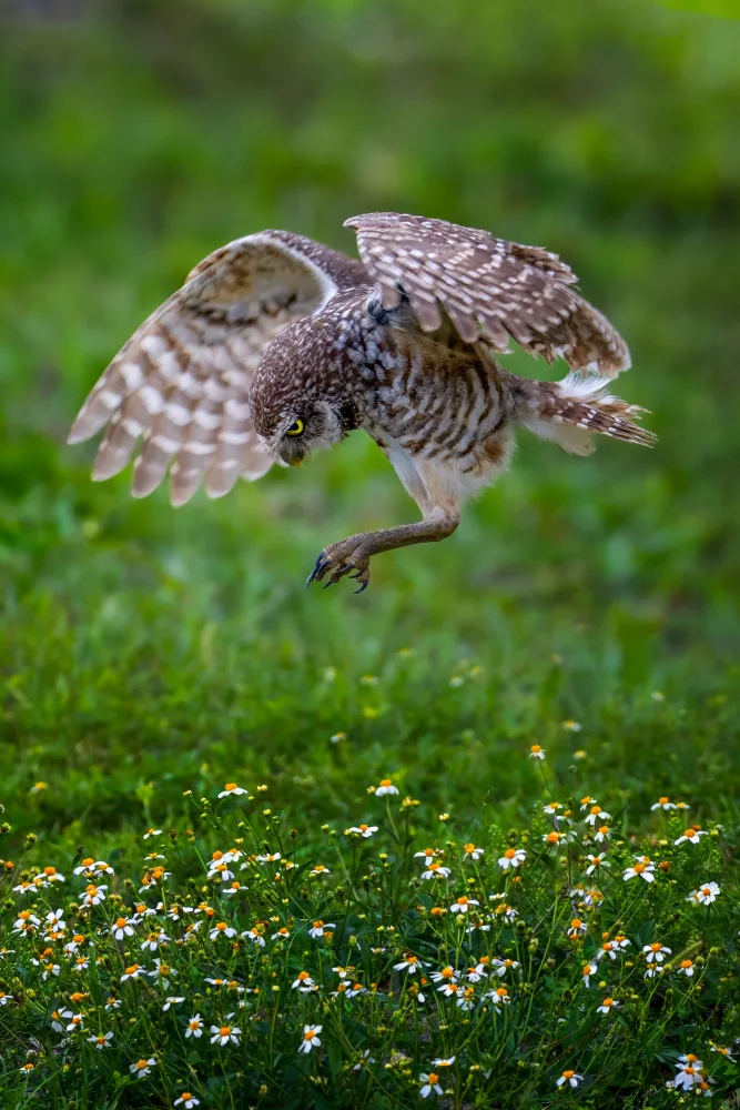 Wang, Ti: Approdo