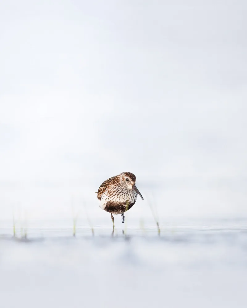 Renmyr, Magnus: Dunlin stojící ve vodě