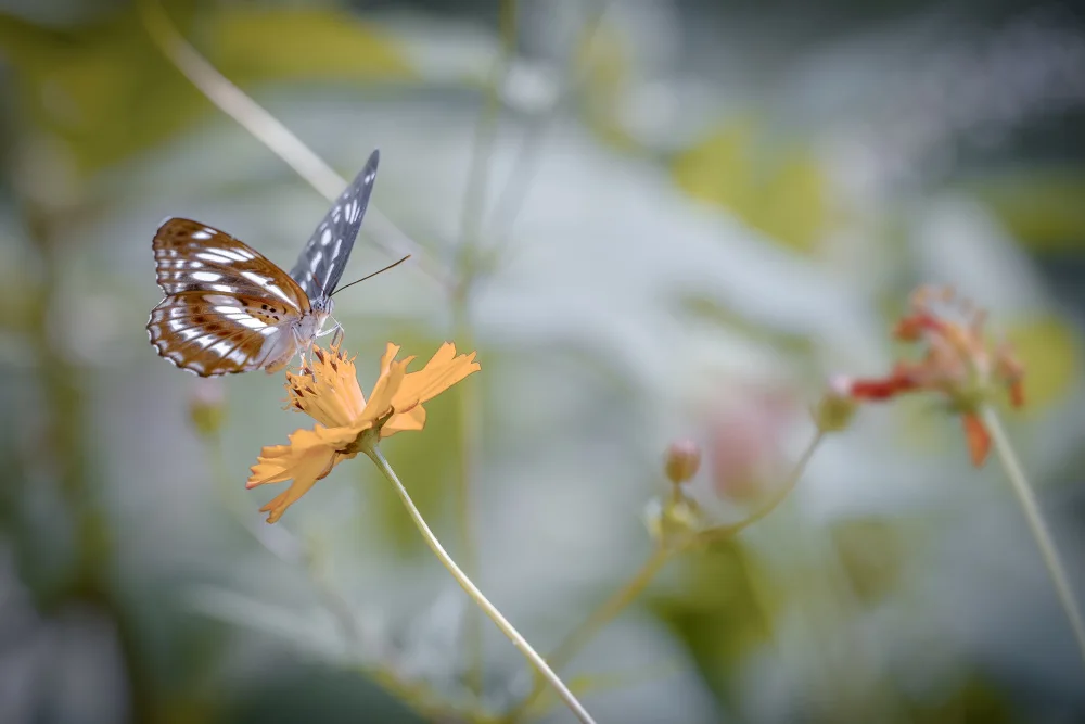 Jianwen: mariposa