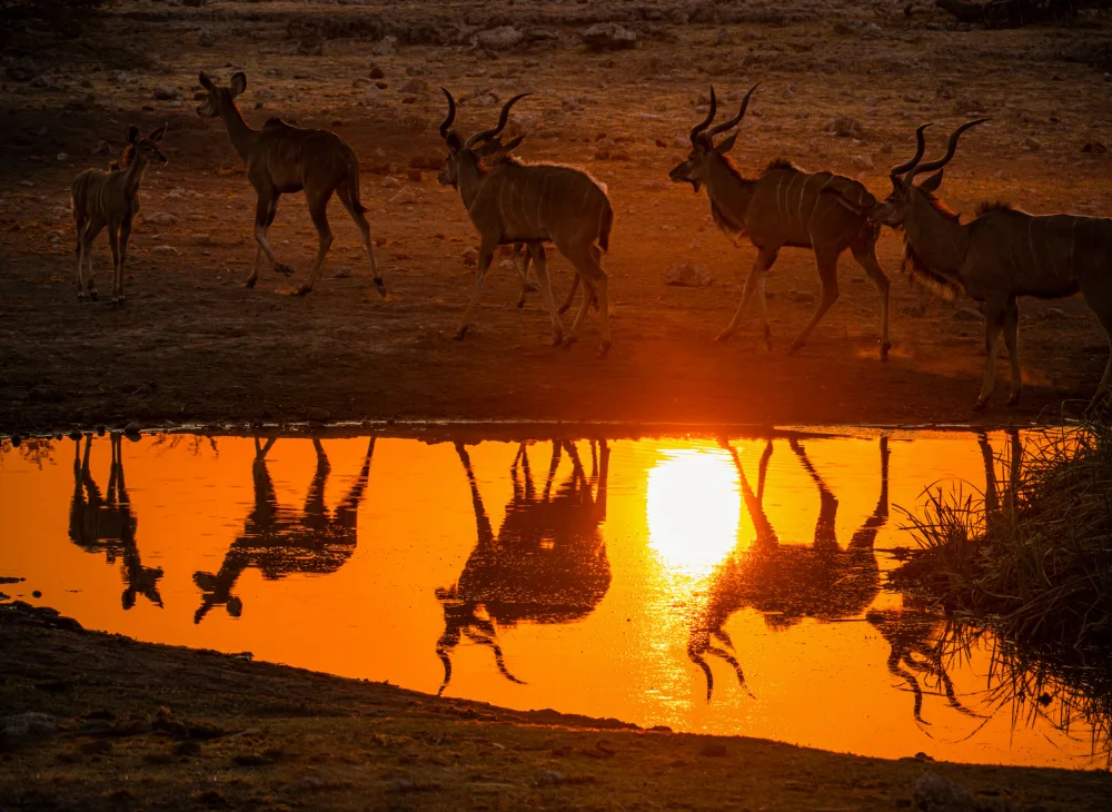 Telhami, Isam: Le Kudu au coucher du soleil boit