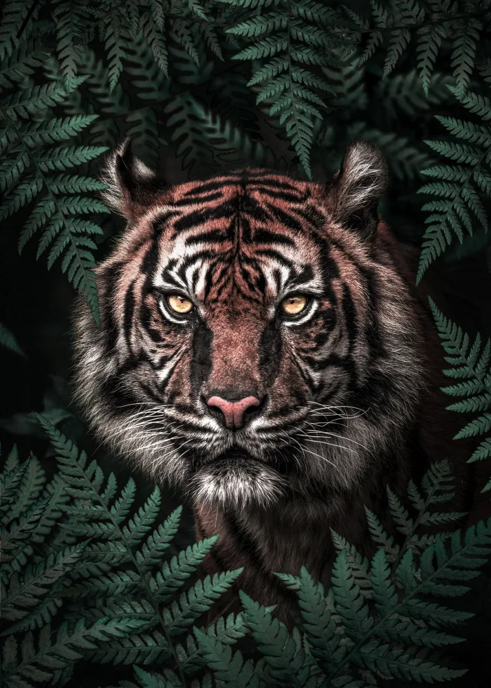 Barizi, Al: Tigre