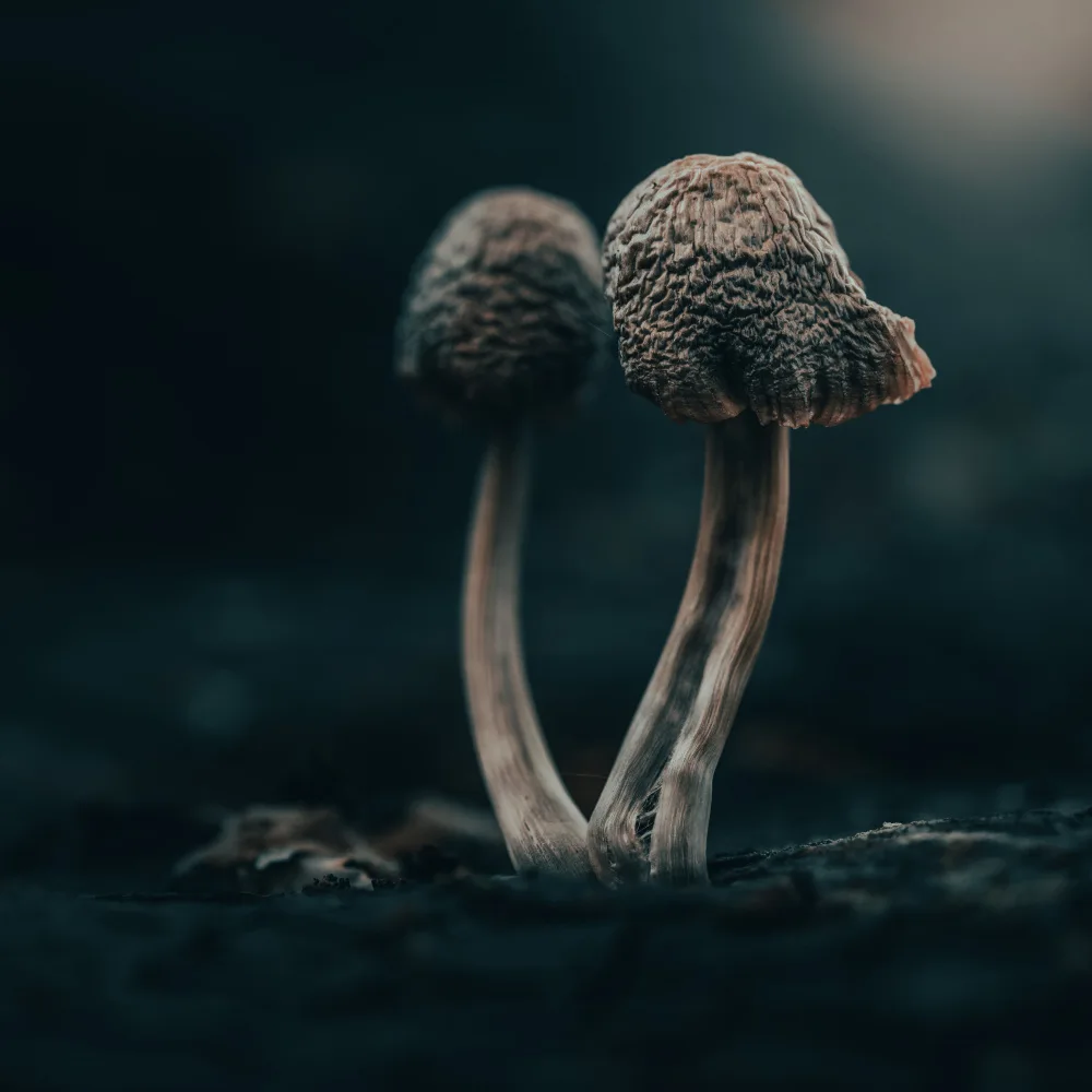 Cobo, Antonio Marco: Mikrouniversum II
