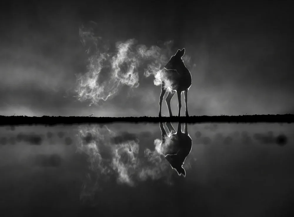DeLaan, Corry: Deer in foggy night