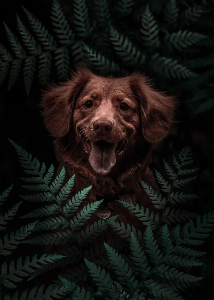 Barizi, Al: Dog Brown In The Forest