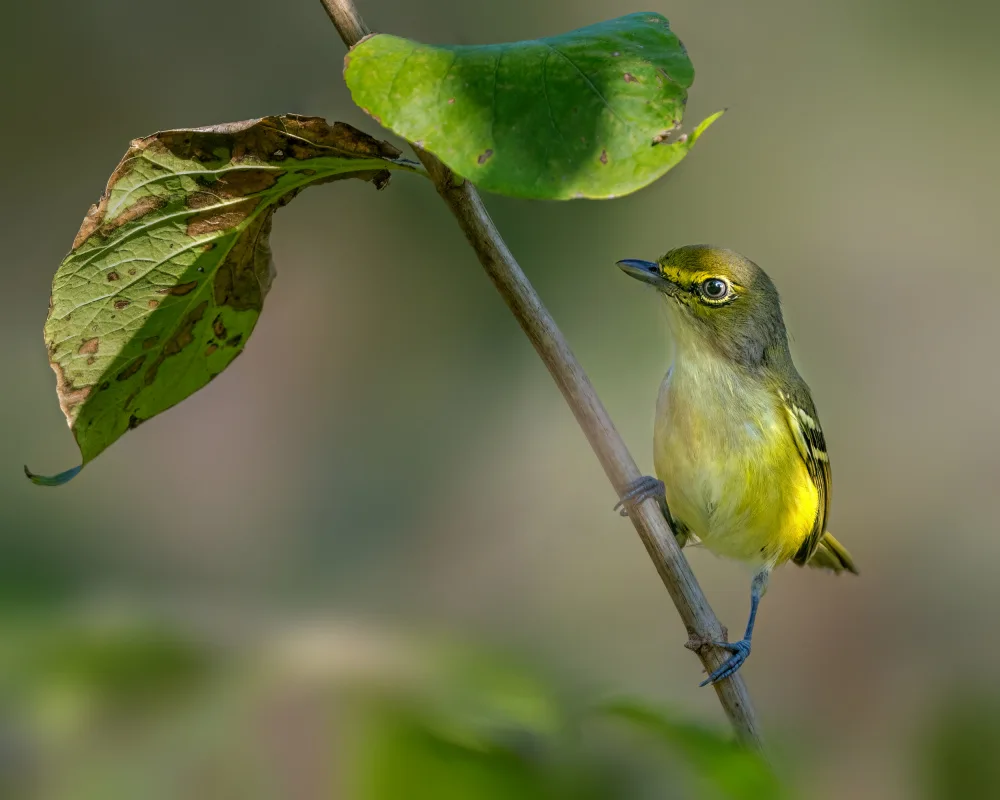 Xu, Jian: White eyed vireo