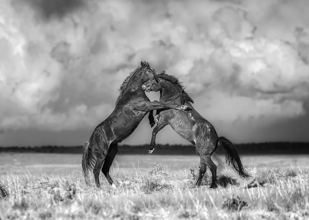 Z, Leechee: Caballos salvajes