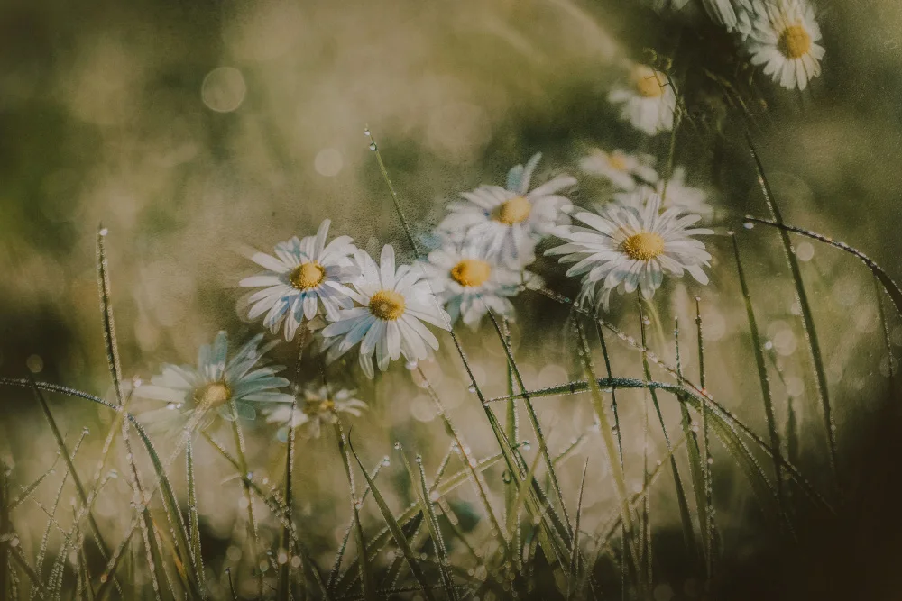 Kim, YoungIl: daisies in early morning