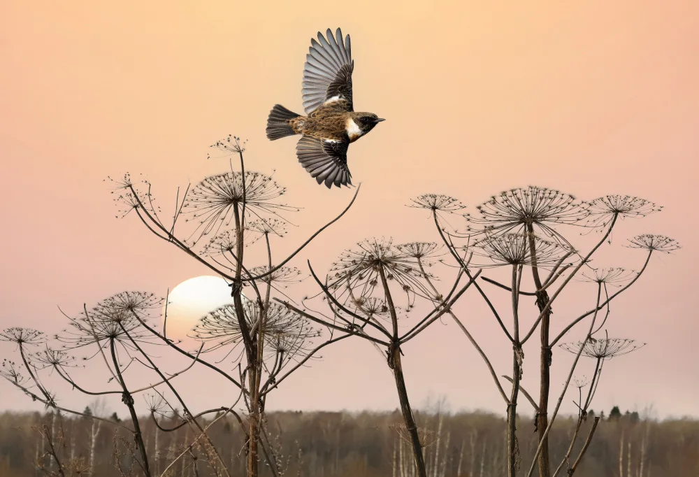 Or, Bar Eyal: Stonechat comune nel campo