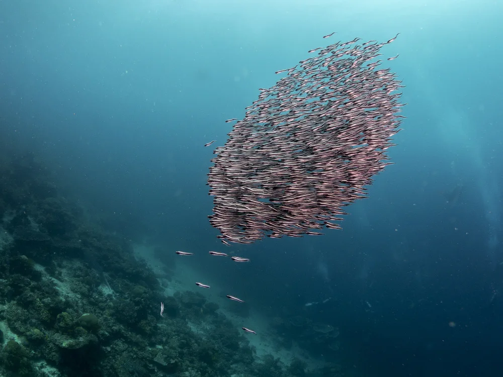 Tov, Ben Ilan: Sumec pruhovaný (Plotosus lineatus)