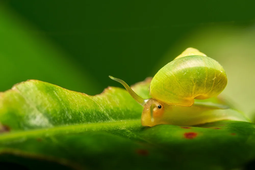 Tsai, MingLun: Leptopoma nitidum