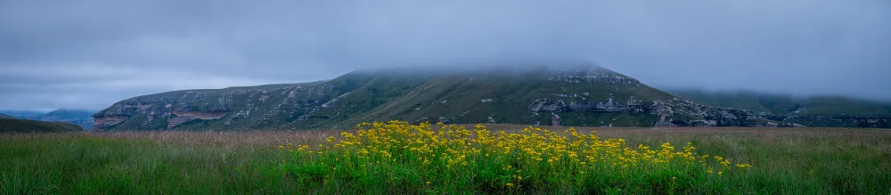Niekerk, van Brian: Žlutý květ - Pano
