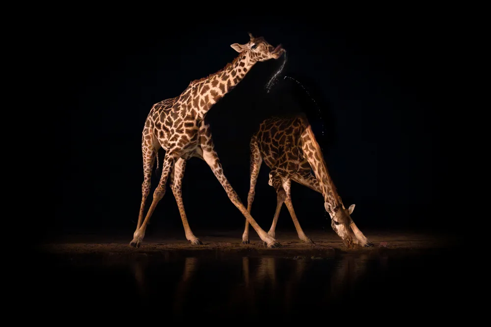 Kukrinov, Alexandr: Giraffometria...