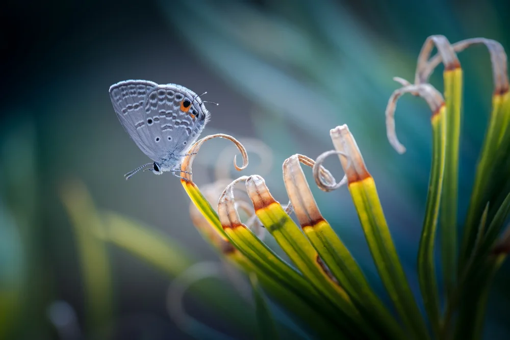 Jianwen: mariposa