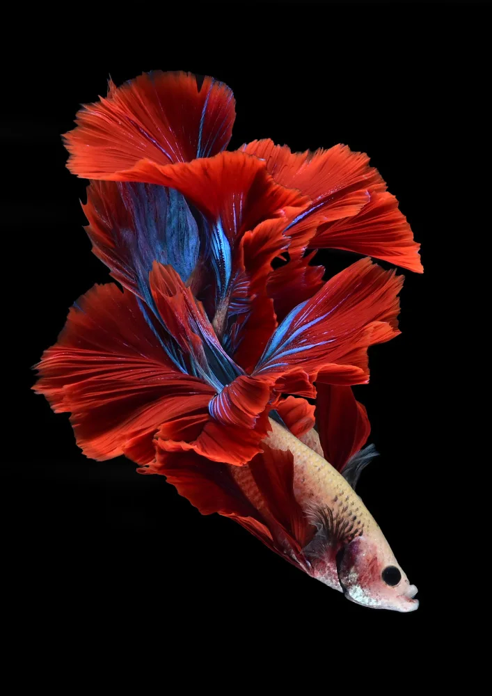 Aditya, Rawisyah: Jako květ bettafish