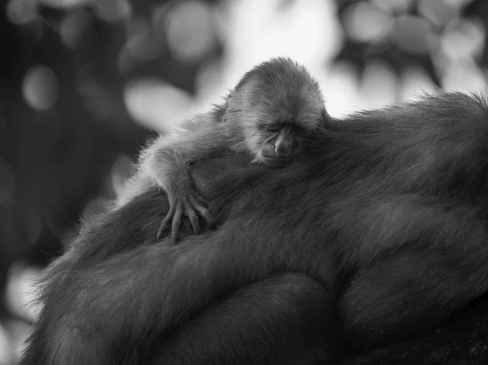 Yang, Jimmy: Sleeping Baby