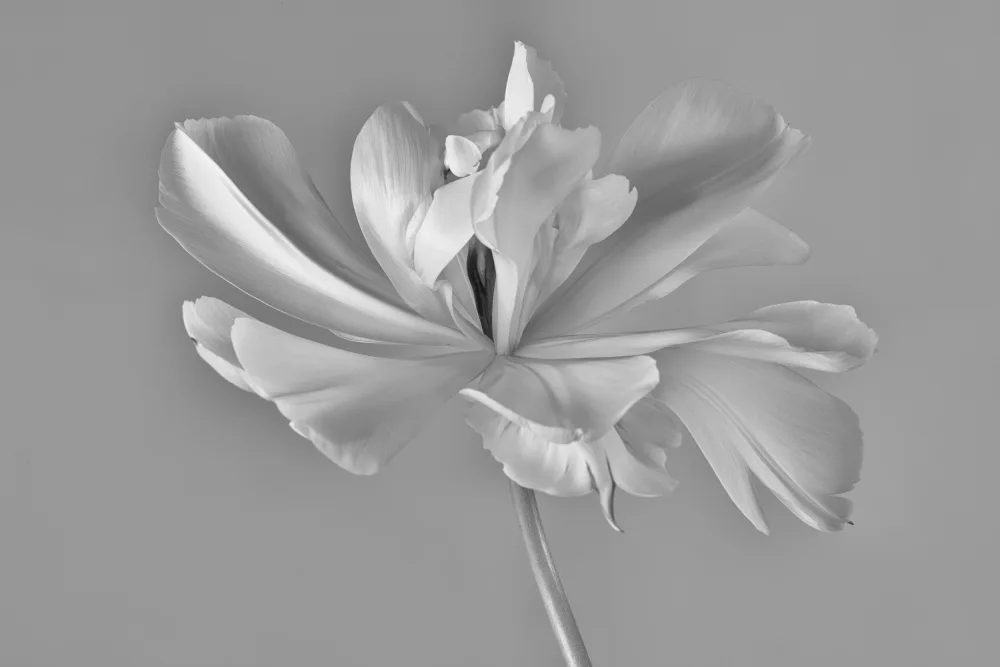 Myles, Penny: Tulipán Exotický císař ii)