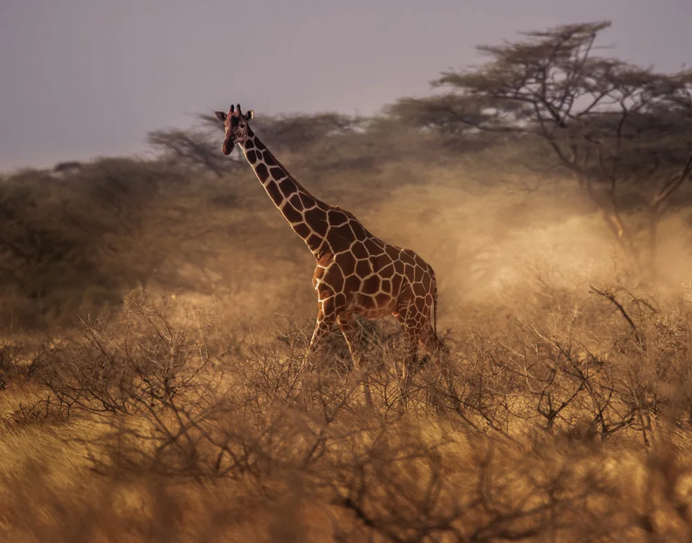 Tseng, Judy: Reticulated giraffe