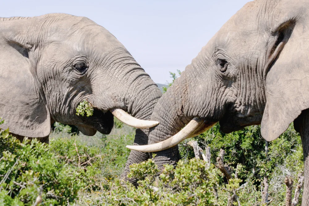 Lombard, Dirk: Éléphants