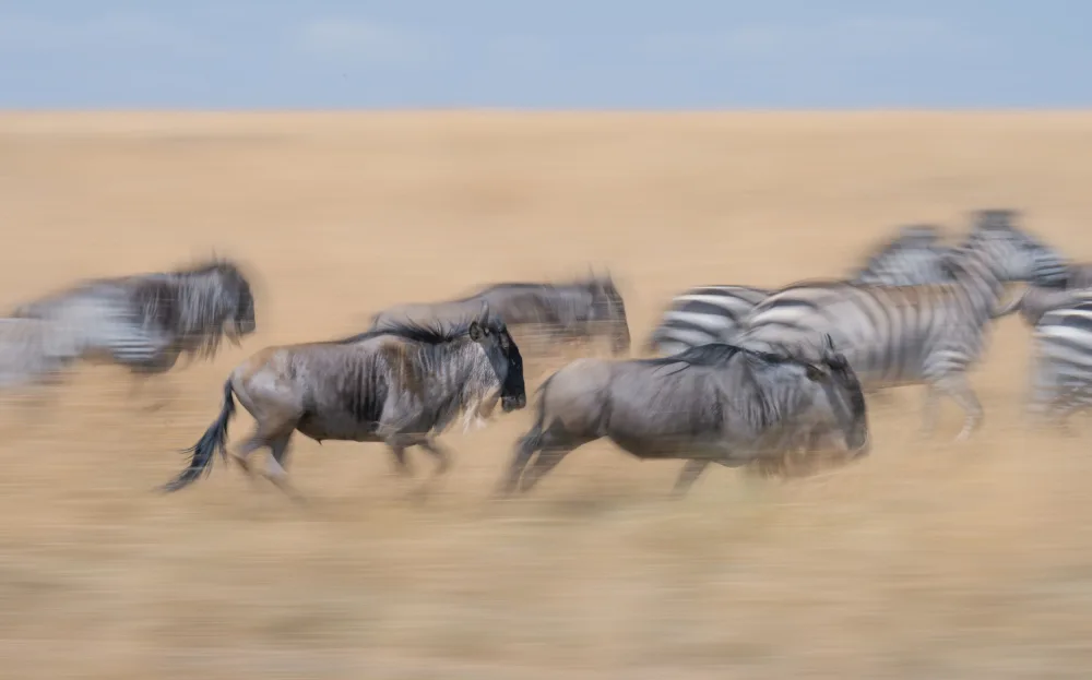 Kukrinov, Alexandr: Correre nella savana...