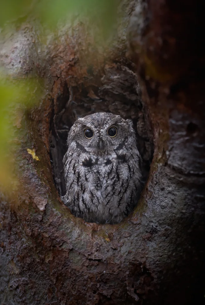 Lyu, Jinchao: A Western Screech-Owl Sitting at Nest Hole