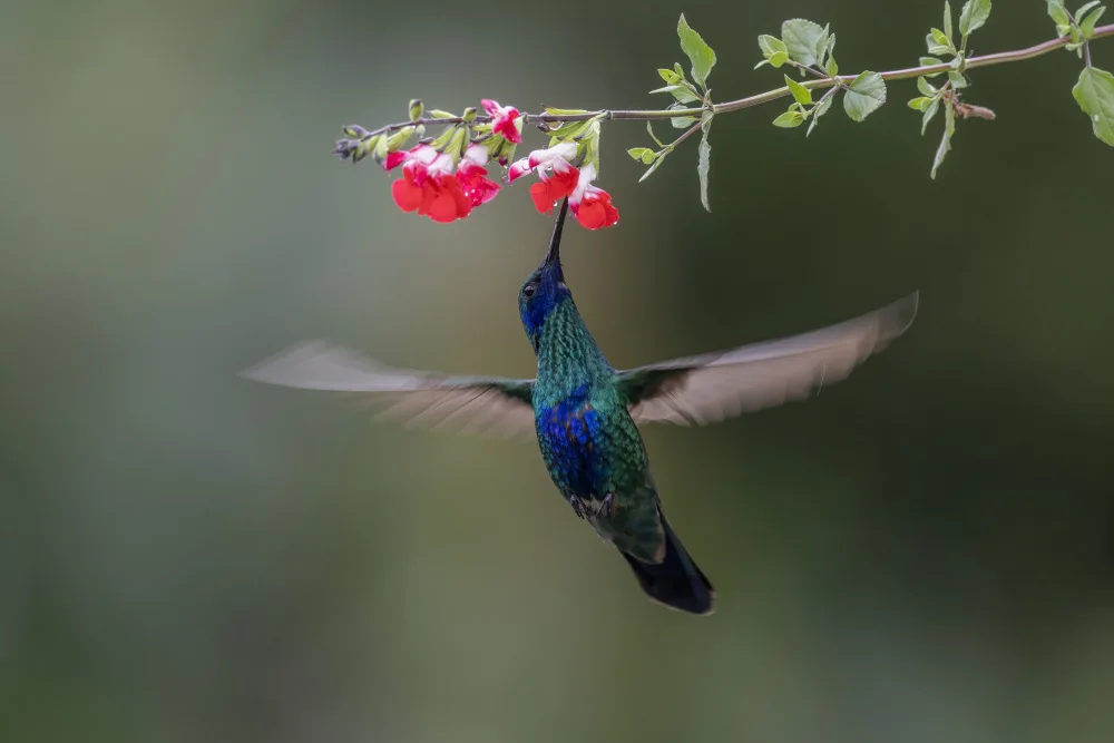 Ge, Robert: Colibrí Violetear Espumoso